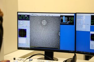 PHAGE Under Electron Scanning Microscope